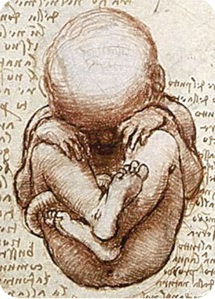A human fetus